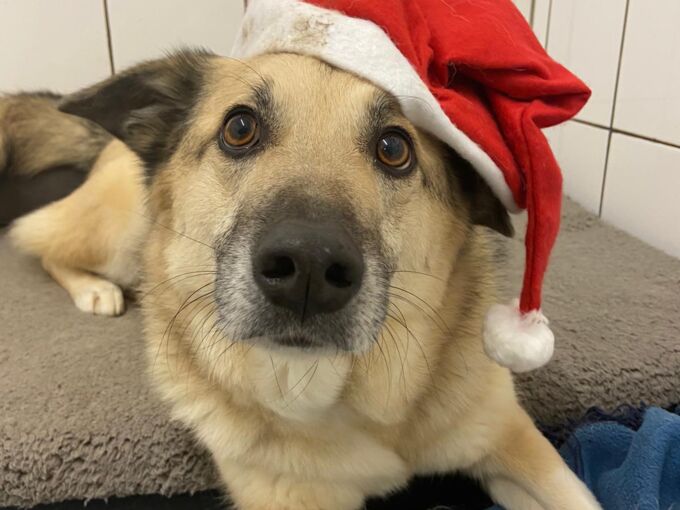 Das Foto zeigt einen Schäferhund, der auf einer Plüschdecke in grau und einer Fleecedecke in blau liegt, eine rote Nikolausmütze trägt und in die Kamera schaut.