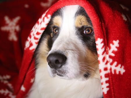 Hund mit Weihnachtsdecke auf dem Kopf