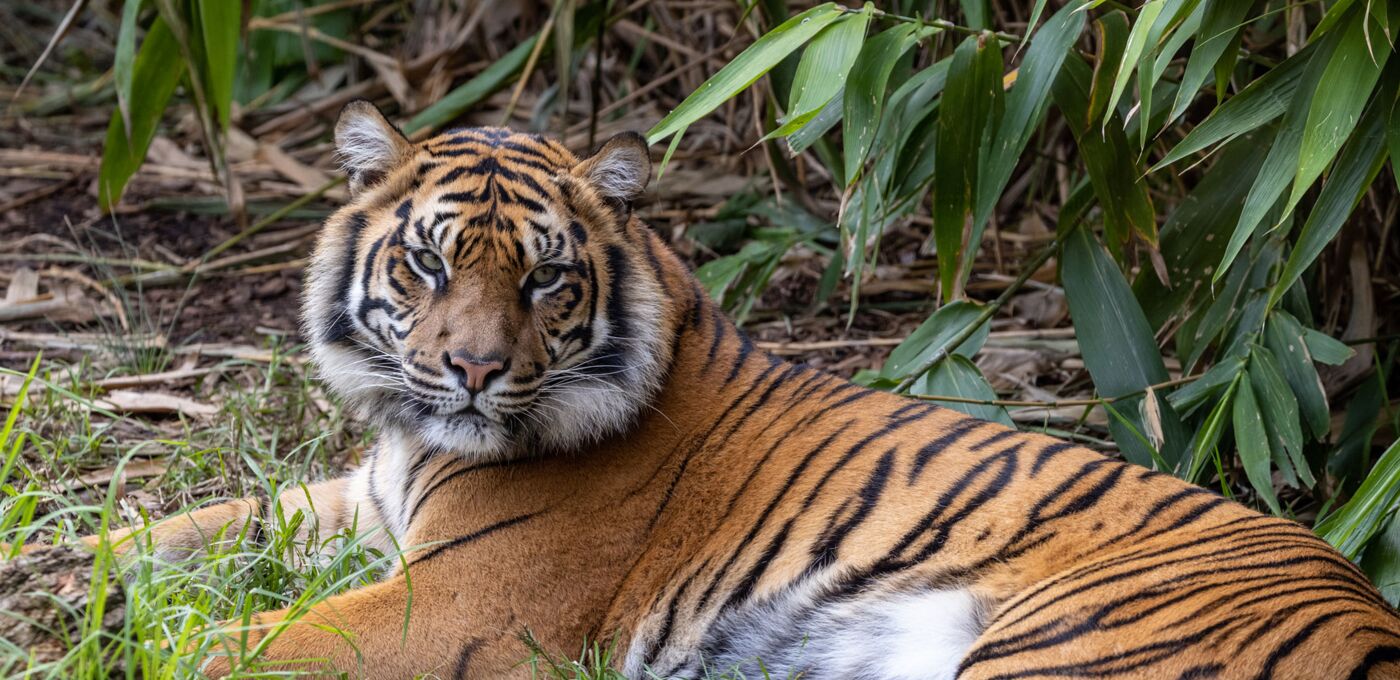 Ausgewachsener Tiger liegend