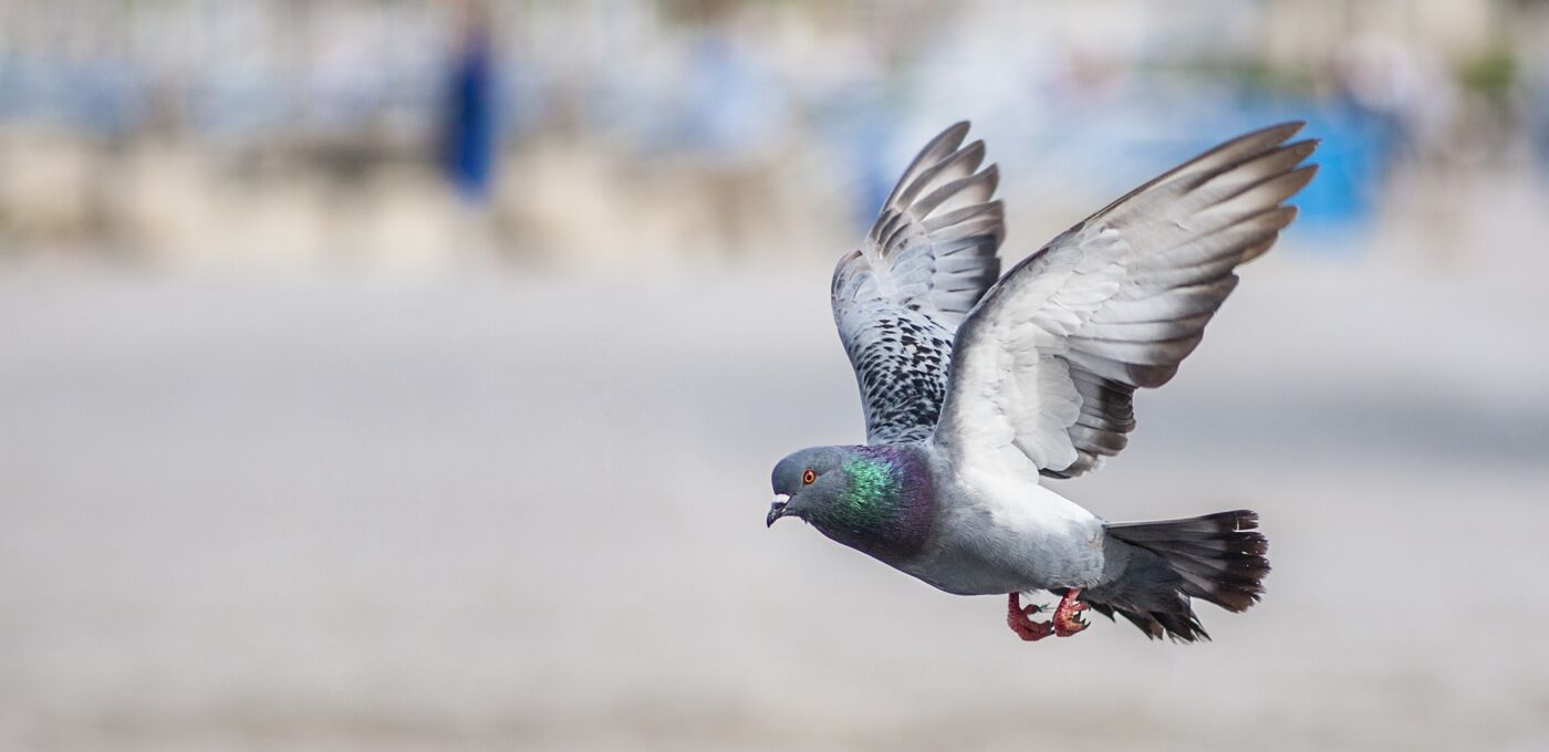 Taube im Flug