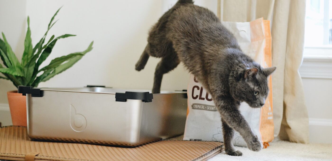 Katze springt aus Katzenklo