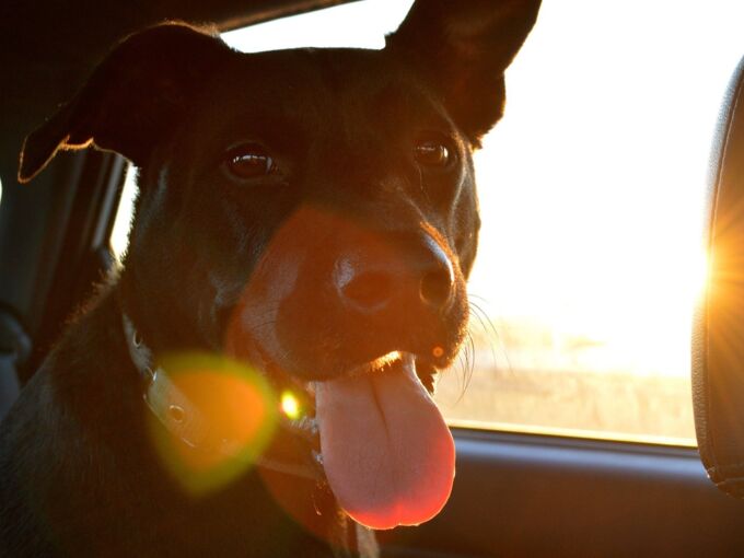 Schwarzer Hund sitzt im Auto und schaut glücklich in die Kamera