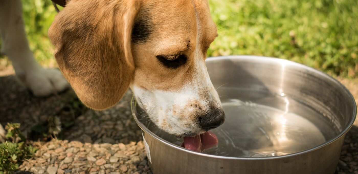 Beagle trinkt aus einem Wassernapf aus Edelstahl