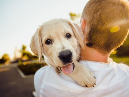 Labrador auf dem Arm eines Menschens und schaut in die Kamera