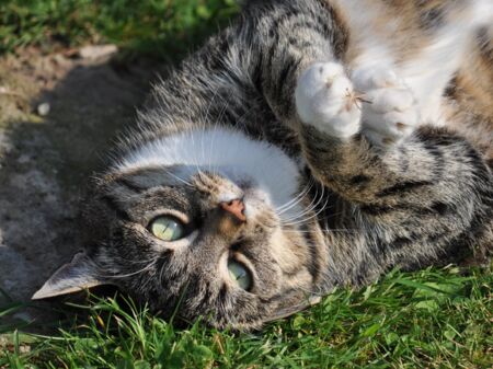 Mollige Katze auf einer Wiese