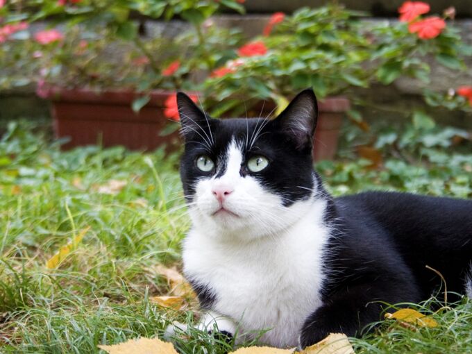 Schwarz-weiße Katze sitzt im Freien auf Rasen