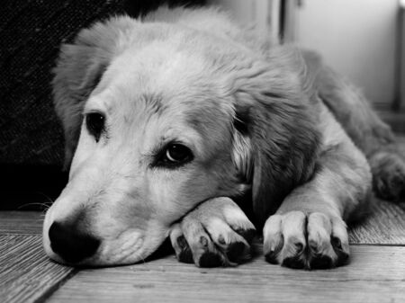 Das Foto ist schwarz-weiß und zeigt einen Retriever in Frontalaufnahme, der auf einem Holzboden liegt, den Kopf neben den Pfoten abgelegt hat und traurig in die Kamera schaut.