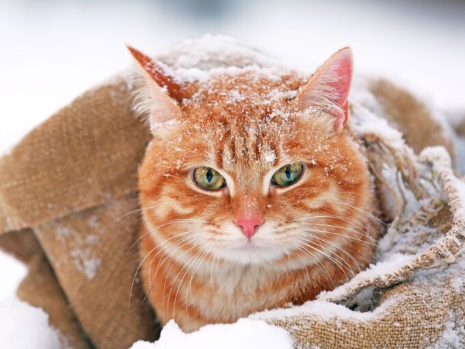 Portrait einer roten Katze im Schnee