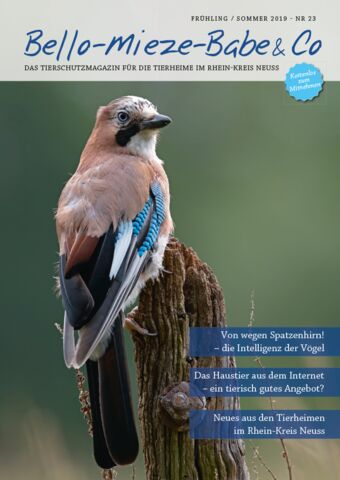 Lesen Sie online die Ausgabe 1 des Jahres 2019