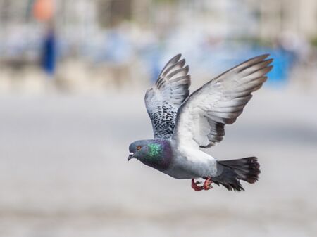 Taube im Flug