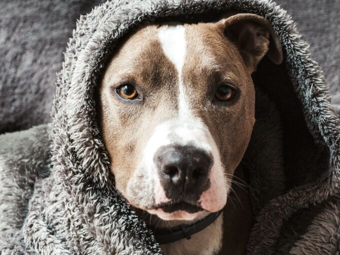 Braun-weißer Hund in einer Decke eingekuschelt schaut in die Kamera