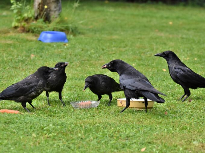 Rabenkrähen auf einer Wiese