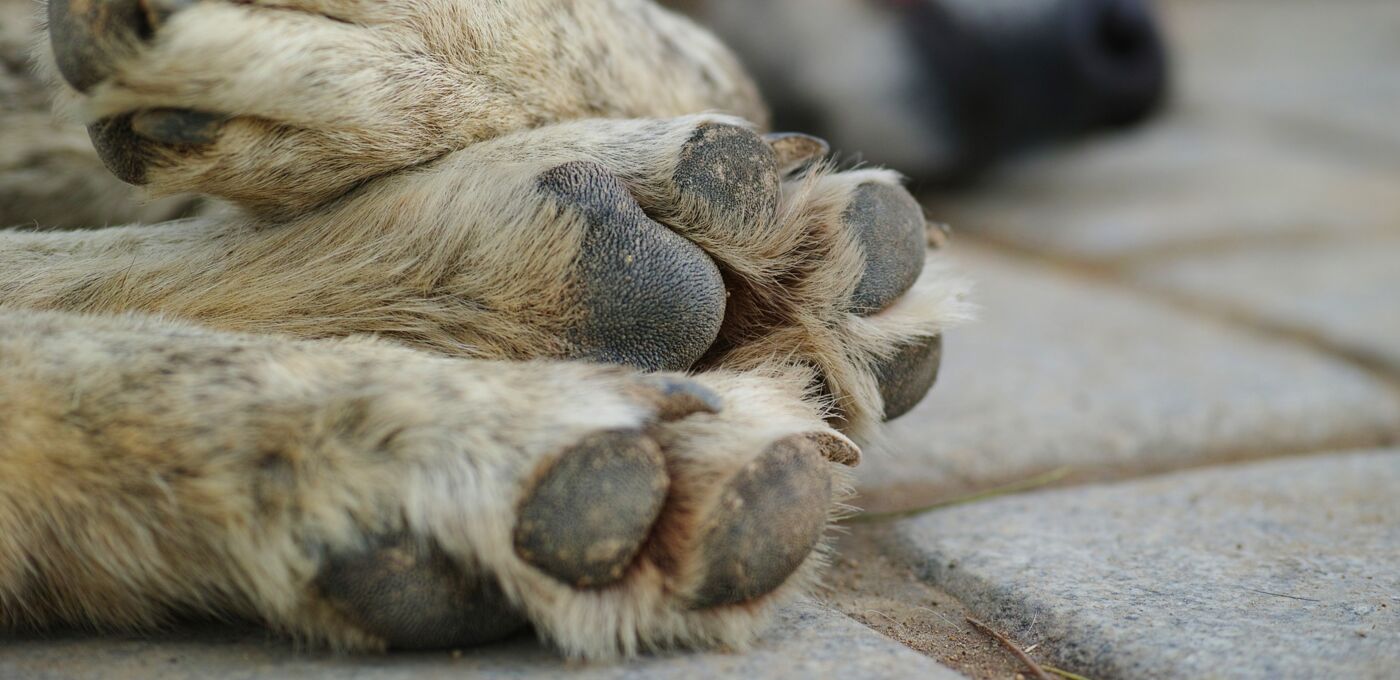 Hund liegt auf Straße