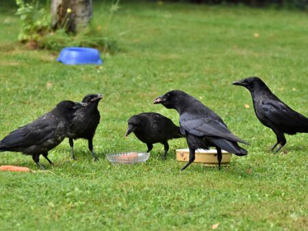 Rabenkrähen auf einer Wiese