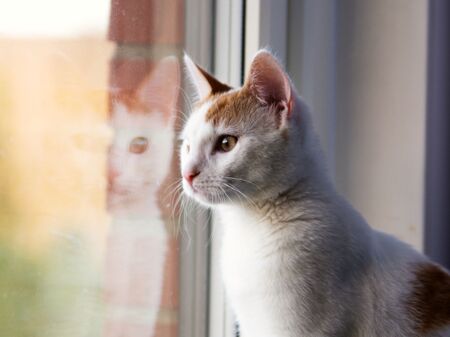 Hauskatze schaut aus dem Fenster