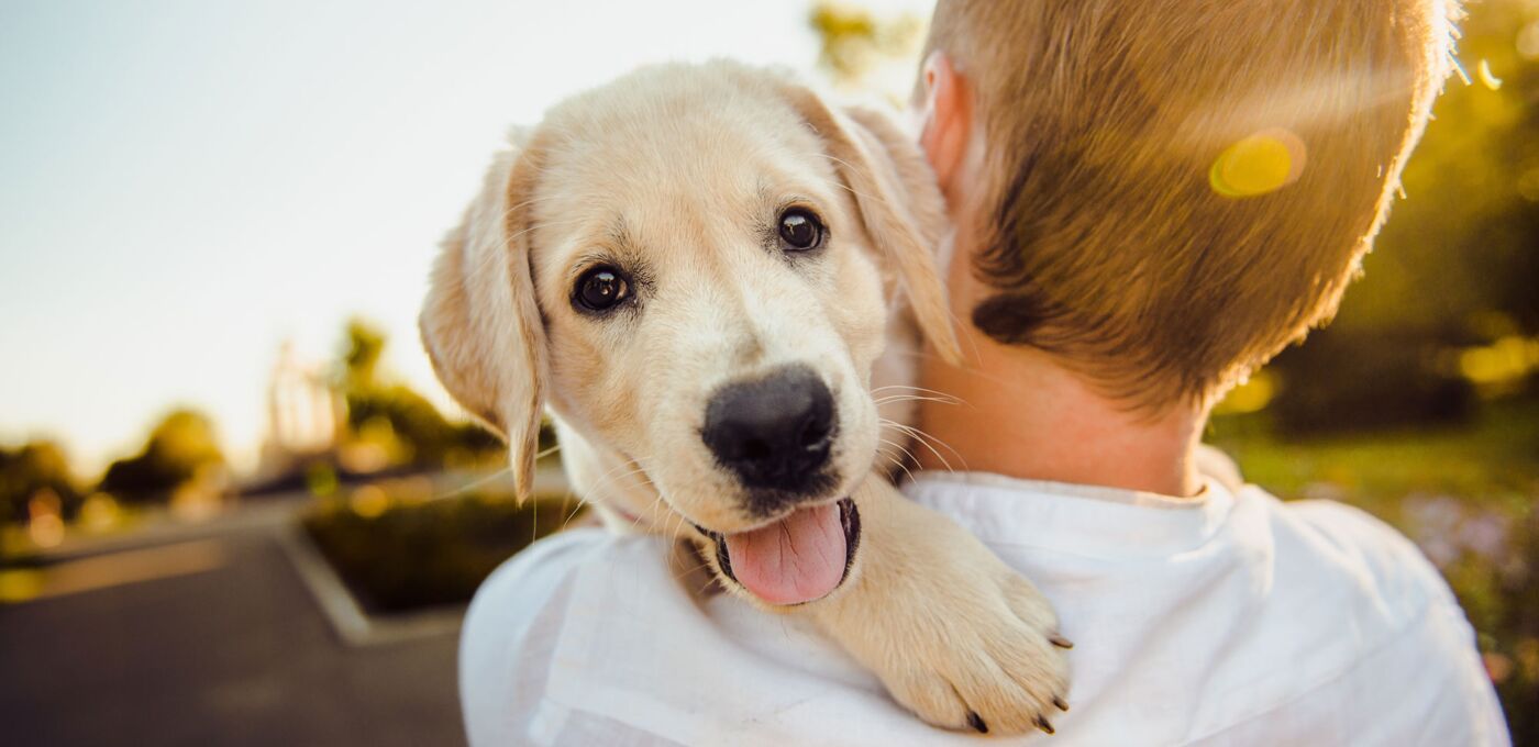 Labrador auf dem Arm eines Menschens und schaut in die Kamera