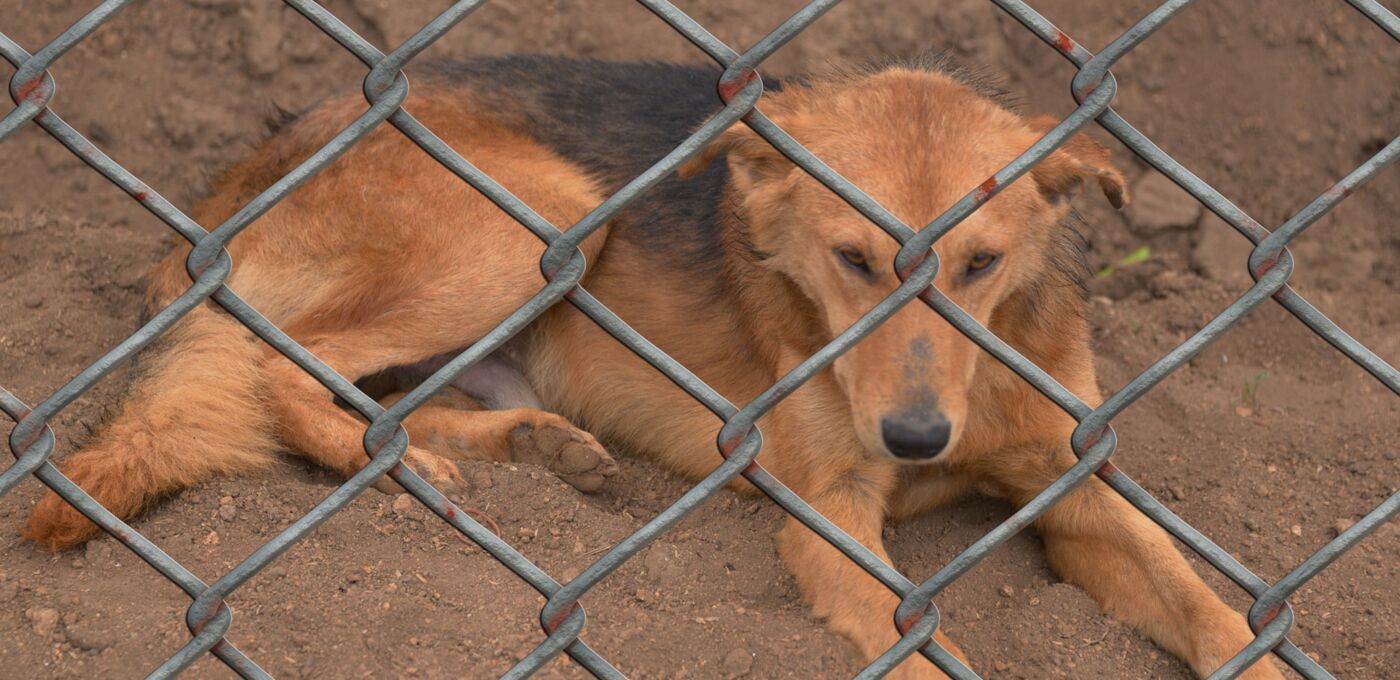 Brauner Hund sitzt hinter Gittern und schaut traurig herunter