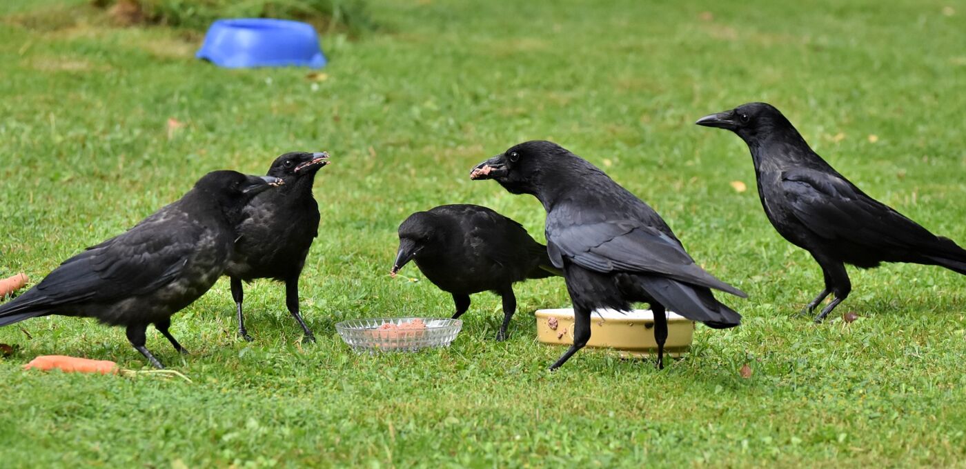 Rabenkrähen auf einer Wiese