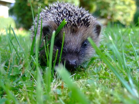 Igel sitzt zwischen Grün und schaut in die Kamera