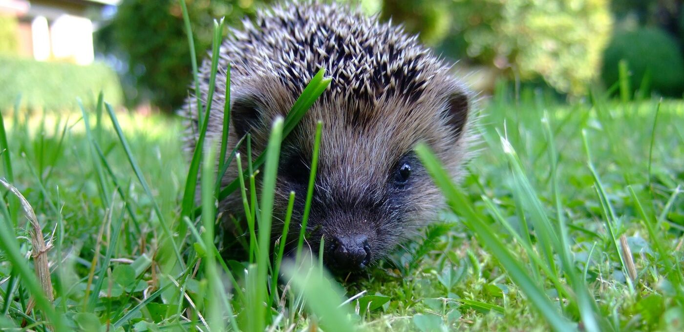 Igel sitzt zwischen Grün und schaut in die Kamera