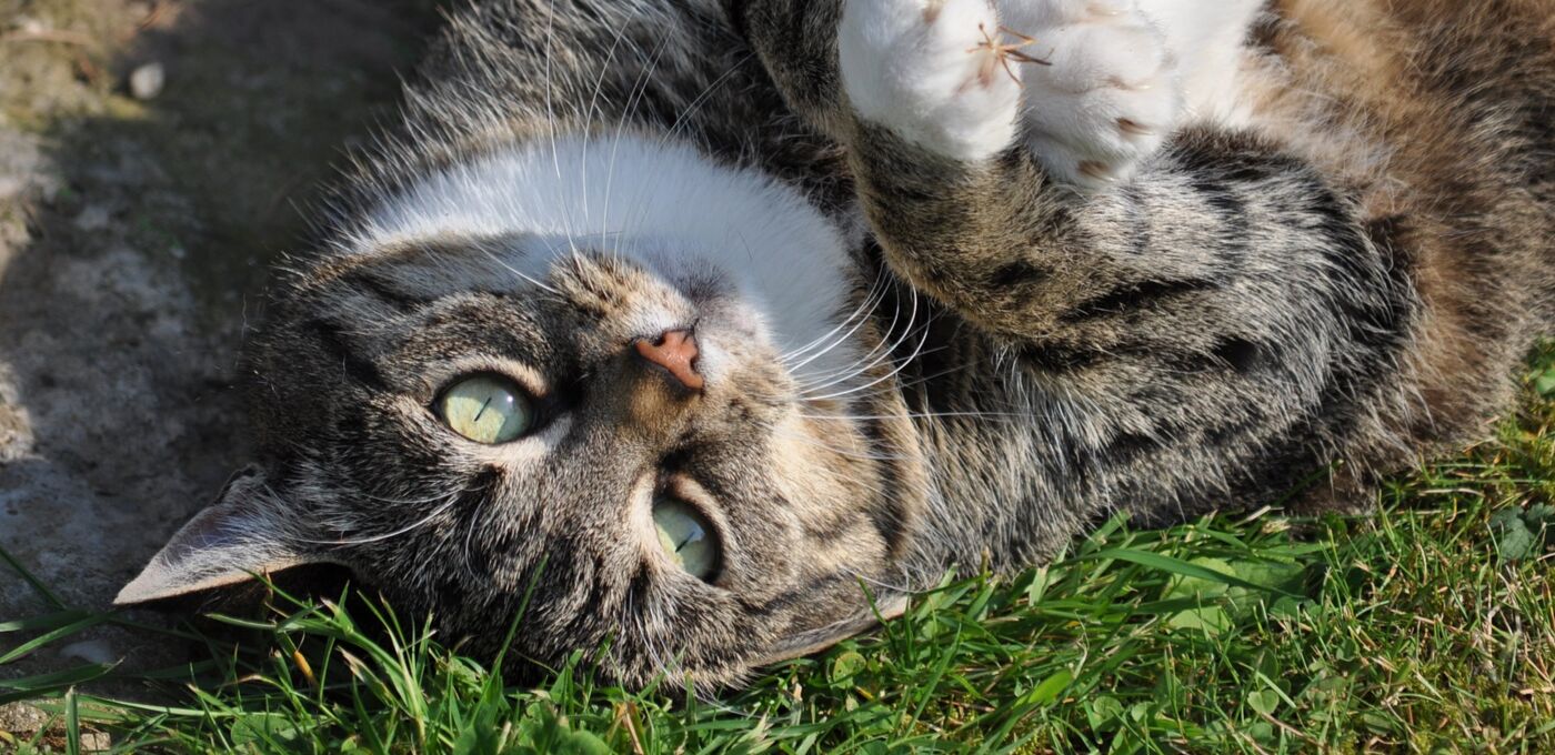 Mollige Katze auf einer Wiese