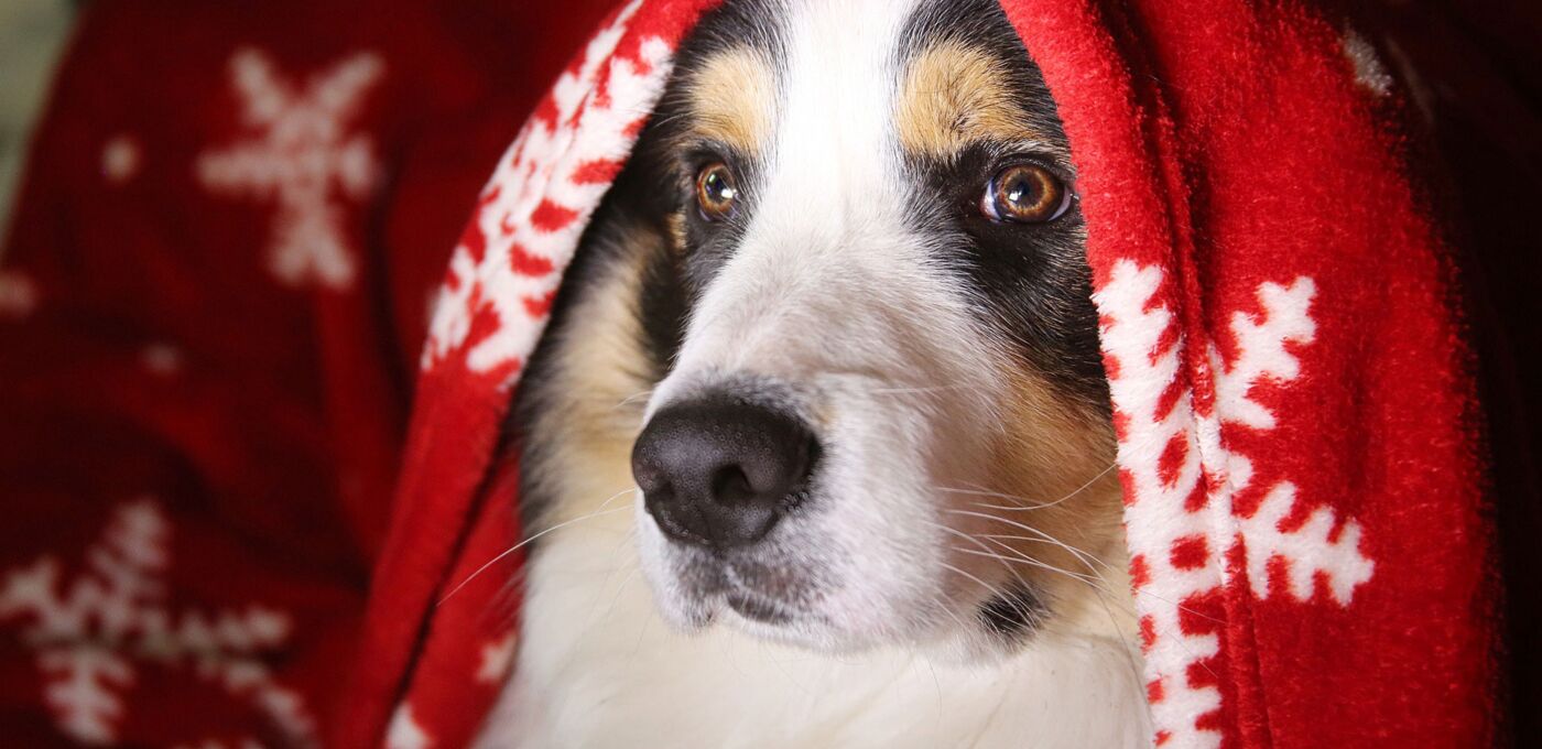 Hund mit Weihnachtsdecke auf dem Kopf