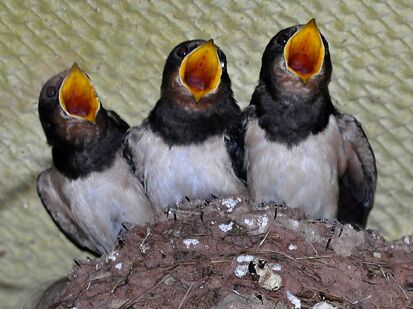 Drei Mehlschwalben Küken sitzen im Nest und haben die Schnäbel offen