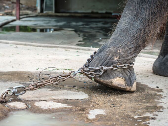 Fuß eines Elefants versucht sich zu bewegen, wird aber von einer Eisenkette am Boden festgehalten