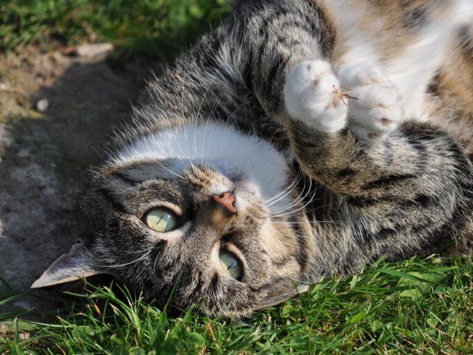 Mollige Katze auf einer Wiese