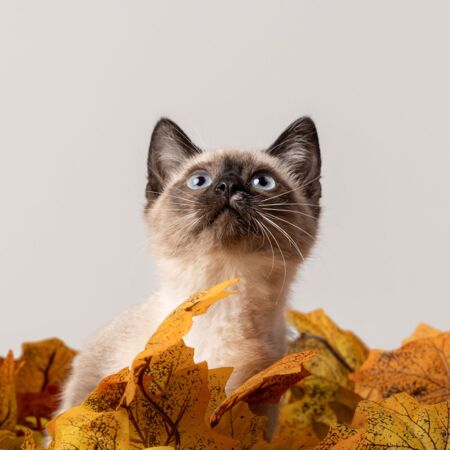 Eine Siamkatze sitzt zwischen Laubblättern und schaut nach oben